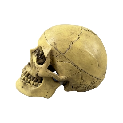 Разборная анатомическая модель черепа человека Corpo de Cranium-2